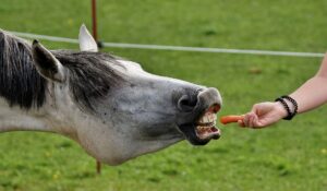 10 sjove facts om heste – så har du lidt viden at blære dig med